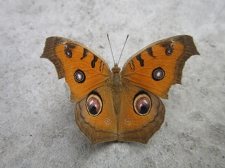 butterfly on the stone