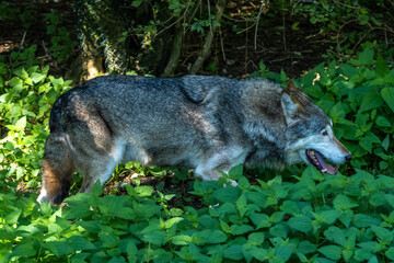 European Grey Wolf, Canis lupus in a german park