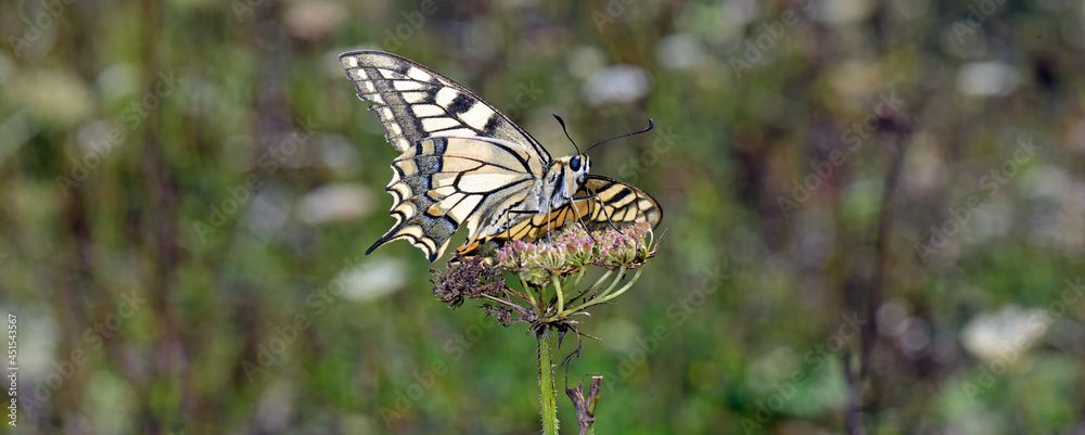 Poster Yellow swallowtail // Schwalbenschwanz (Papilio machaon)