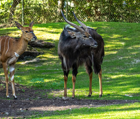 Nyala Antelope - Tragelaphus angasii. Wild life animal.