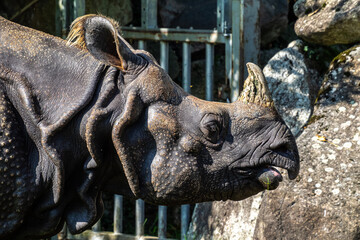 The Indian Rhinoceros, Rhinoceros unicornis aka Greater One-horned Rhinoceros