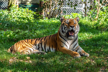 The Siberian tiger,Panthera tigris altaica in a park