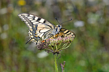 Schwalbenschwanz // Yellow swallowtail (Papilio machaon)