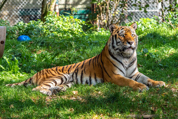 The Siberian tiger,Panthera tigris altaica in a park