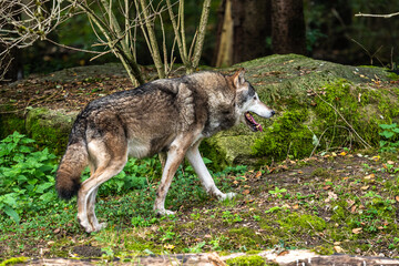European Grey Wolf, Canis lupus in a german park