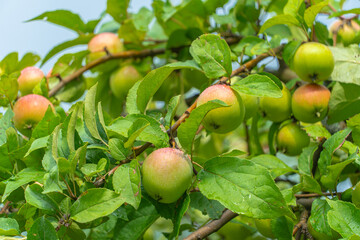 Apple tree branches with ripe fresh apples with water drops after the rain