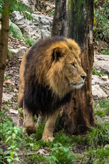 Fototapeta na wymiar The lion, Panthera leo is one of the four big cats in the genus Panthera