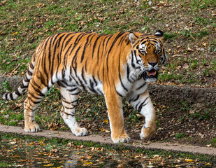 The Siberian tiger,Panthera tigris altaica in a park