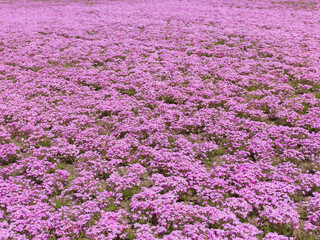 Naklejka premium 満開の芝桜 お花畑。日本の春