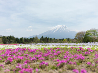 富士山と芝桜　富士芝桜展望広場