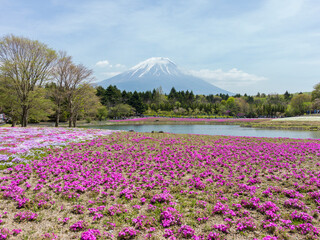 富士山と芝桜　富士芝桜展望広場