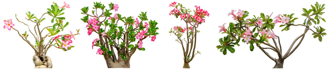 Adenium obesum flower collections isolated on white background. File contains with clipping path so easy to work.