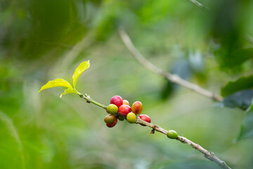 close up of branch with coffee beans
