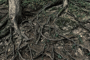 Eerie and gloomy mysterious forest. Gnarled tree roots