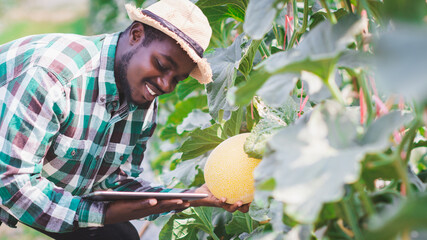 African Farmer is documenting data the yield and growth of melons in organic farms with...