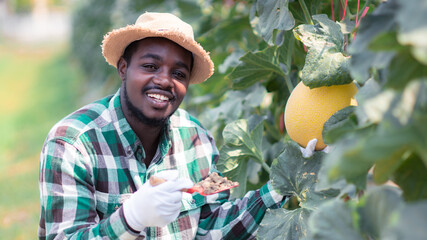 African farmer sitting to observe the yield and growth of melons in organic farms with holding soil.Agriculture or cultivation concept