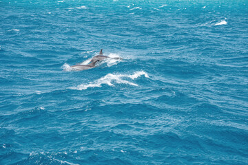 A group of bottlenose dolphins (Tursiops truncatus) swimming in the Hurghada Red sea, Egypt