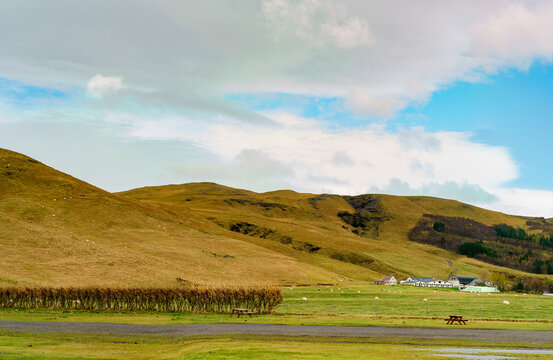 Sheep grazing across the hill in a cloudy autumn afternoon in Iceland