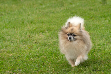 Pomeranian dog on grass