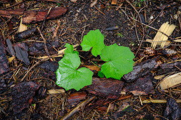 autumn leaves on the ground