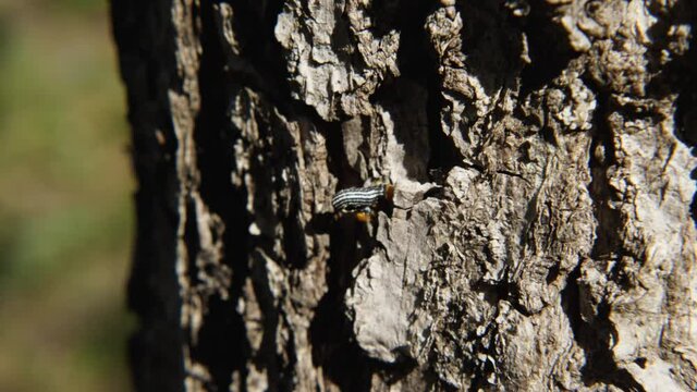 A black and yellow caterpillar moves along the trunk of an oak tree