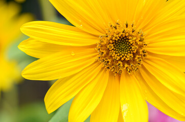 Close up and selective focus of refreshing sunflower in the mid of the afternoon sunlight