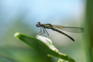 Image of Libellago lineata lineata dragonfly.