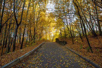 Fototapeta na wymiar autumn cityscape with yellowed leaves