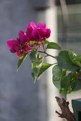 pink rose in the garden