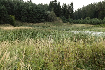 Reel grass and Green pine trees on far shore near forest swampy lake at latest summer day, East European natural landscape