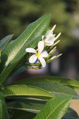 white frangipani flower