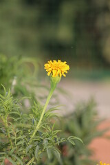 yellow flowers in the garden