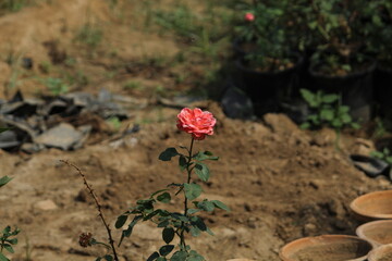 red rose in the garden
