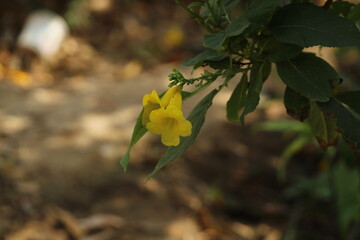yellow flowers in the garden