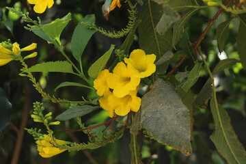 yellow flowers