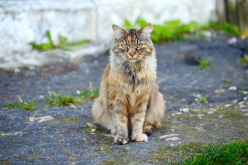 The cat is sitting on the spot and waiting for someone. Portrait of a fluffy kitty