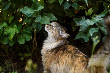 The cat sniffs at the smells. Colorful fluffy cat with foliage of shrubs - 451551109