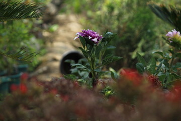 flowers in the garden