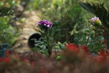 bee on a flower