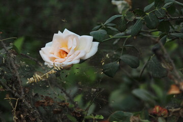 white rose in the garden