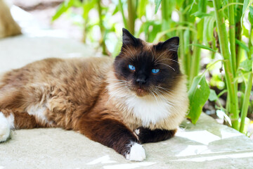 A Siamese two-colored fluffy cat rests in the shade of plants. Blue-eyed beautiful pet