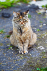 Naklejka na ściany i meble A fluffy cat is sitting on the asphalt and waiting for someone. Variegated long-haired color of the animal's coat