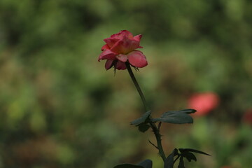 red poppy flowers