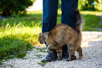 The friendship of an animal and a person. The cat rubs against the man's legs and asks him to...