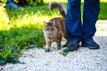 A tricolor long-haired cat rubs against the legs of a passerby on the street. Cute kitty next to a person