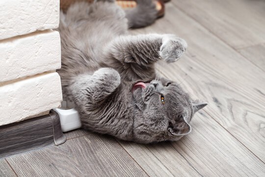 A gray shorthair cat lies on the laminate with its belly up and licks its fur with its tongue. Pet Habits image
