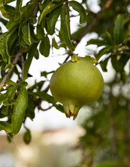 green pomegranate fruit on a branch