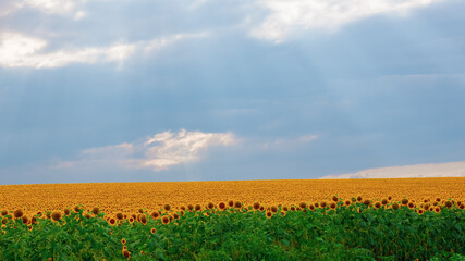 Cloudy sky with sunbeams over a field of sunflowers