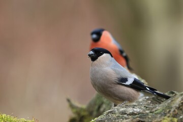 Male and Female Eurasian bullfinch sits on the branch. pair bullfinch in the nature habitat....