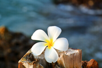 White Plumeria flowers on a stump along the beach. Relaxing spa background with copy space. Concept pure, sober, Zen, peaceful.